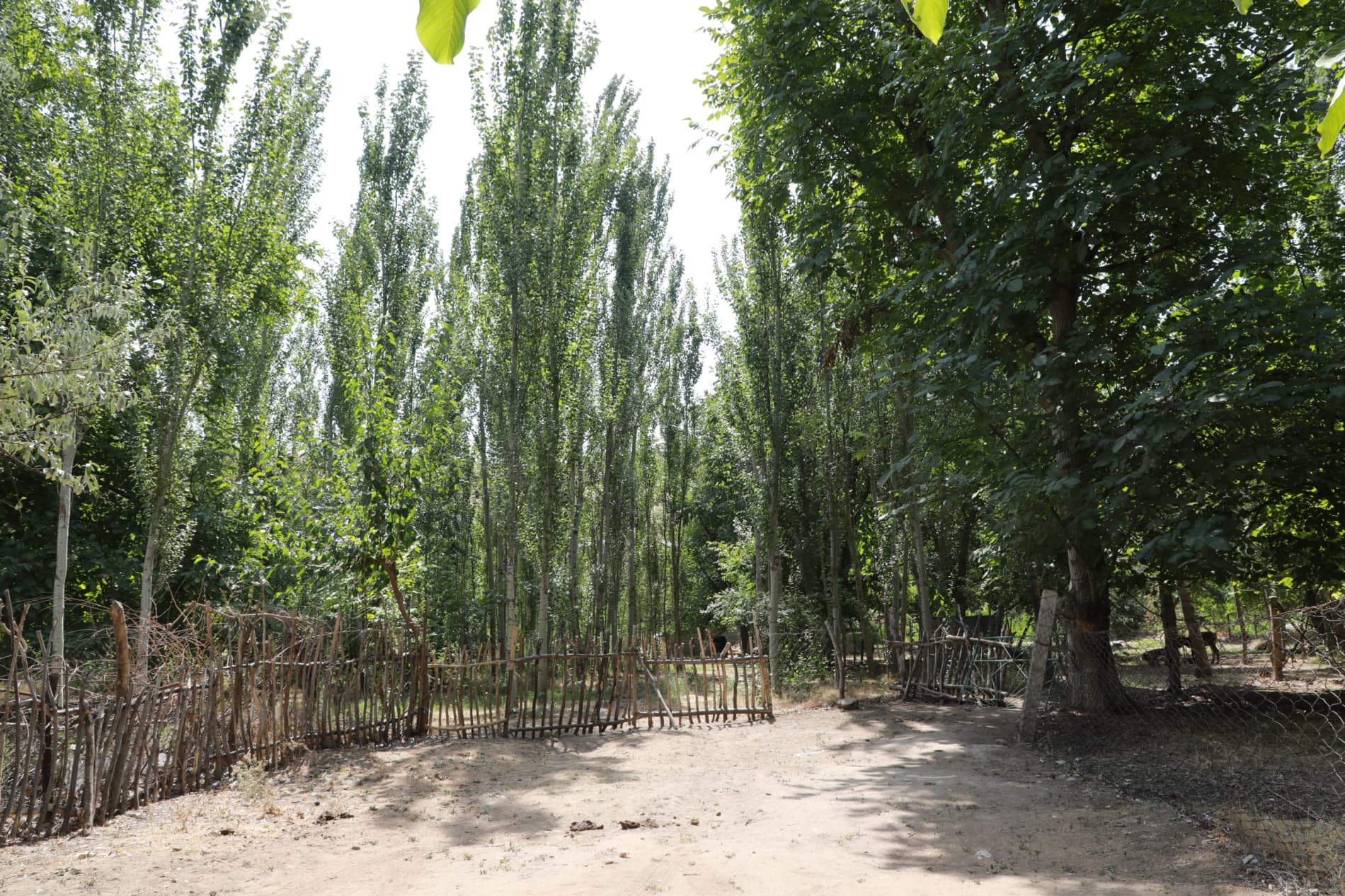 NUROTA TUMANIDAGI CHUYA MFY TURIZM QISHLOG‘IGA AYLANMOQDA