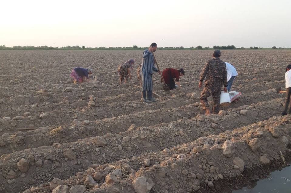 Mirishkor tumanida takroriy ekinlar ekilishi jadal davom etmoqda