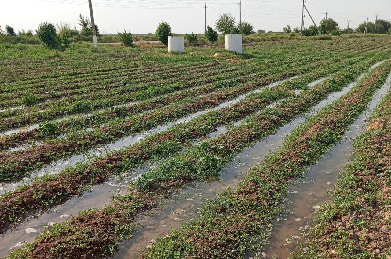 Mirishkor tumanida takroriy ekinlar ekilishi jadal davom etmoqda