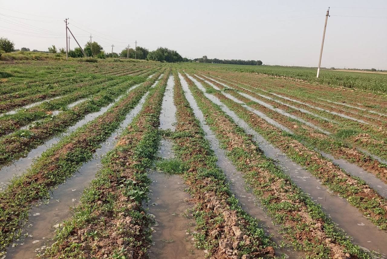 Mirishkor tumanida takroriy ekinlar ekilishi jadal davom etmoqda