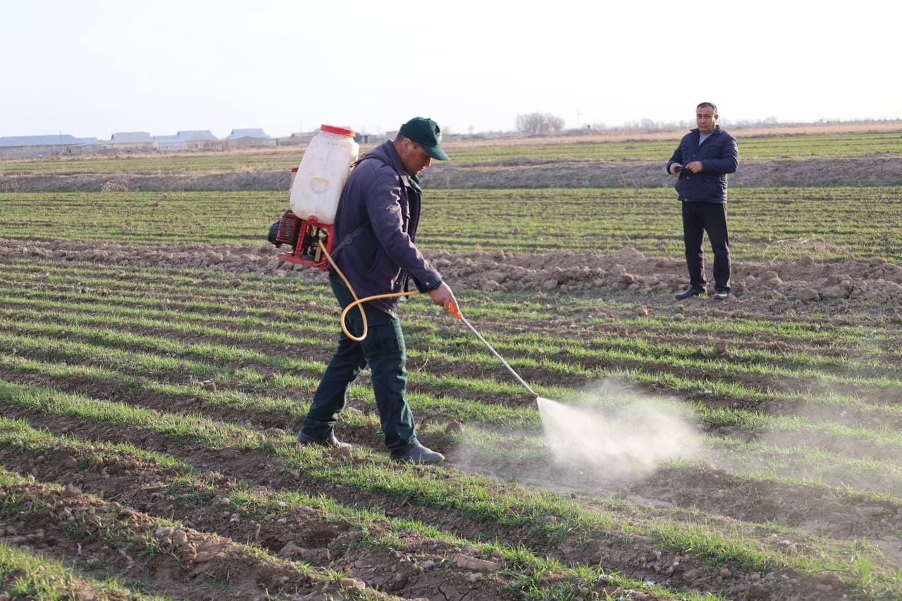 Mirishkorda boshoqli don ekinlari parvarishiga bag‘ishlangan ko‘rgazmali seminar o‘tkazildi