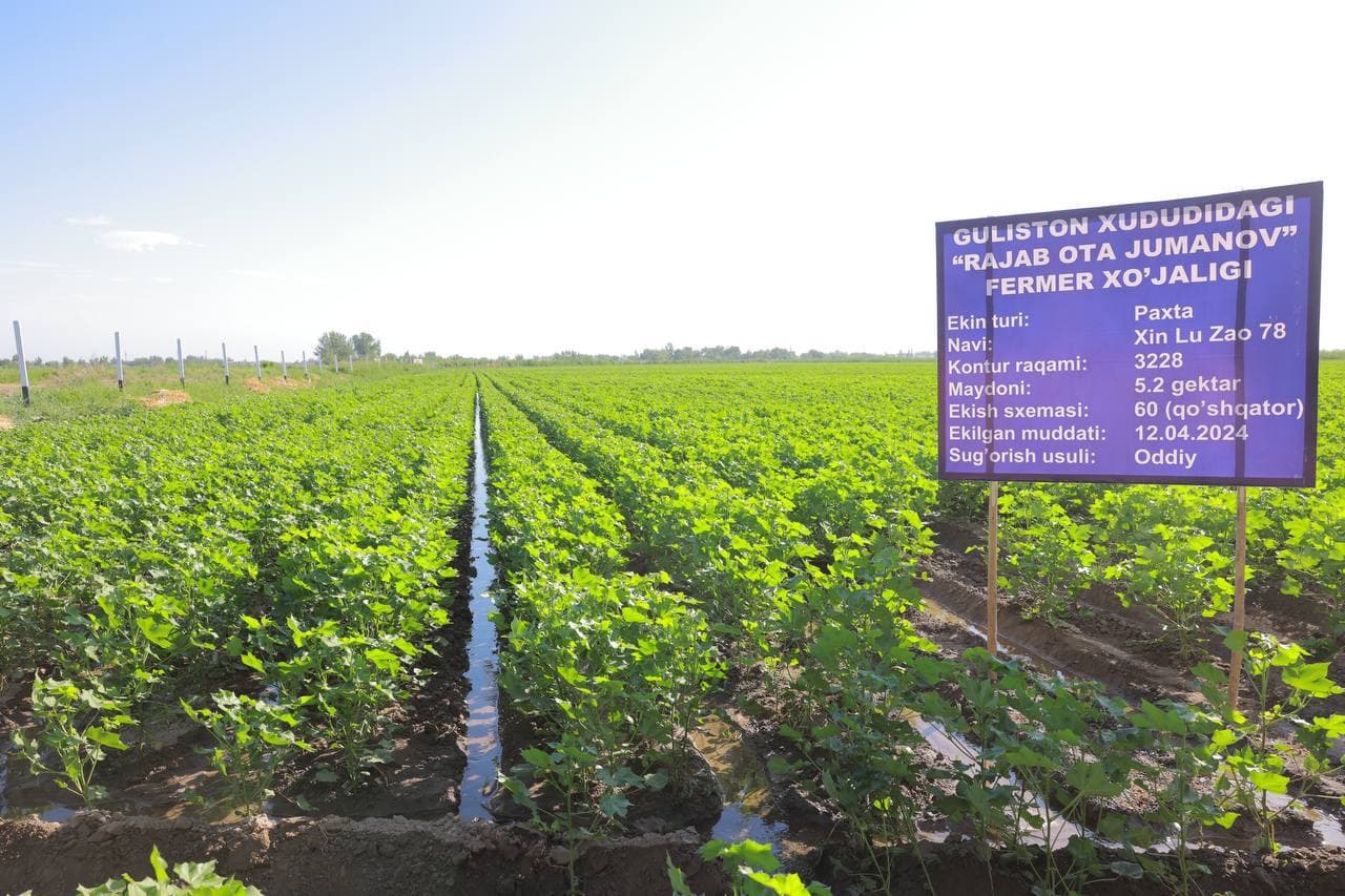 Agrotexnik tadbirlarni to‘g‘ri tashkil etish orqaligina mo‘l va sifatli hosil olish mumkin