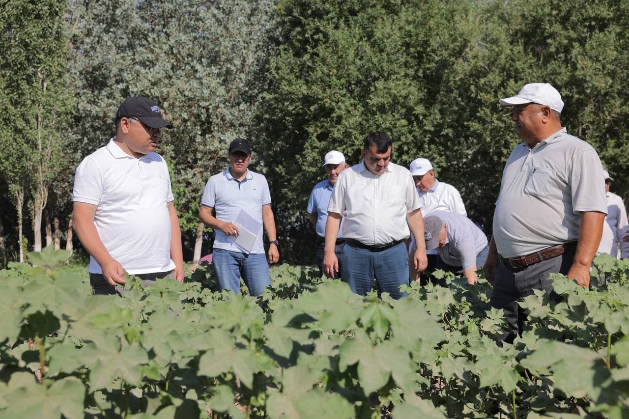 Agrotexnik tadbirlarni to‘g‘ri tashkil etish orqaligina mo‘l va sifatli hosil olish mumkin