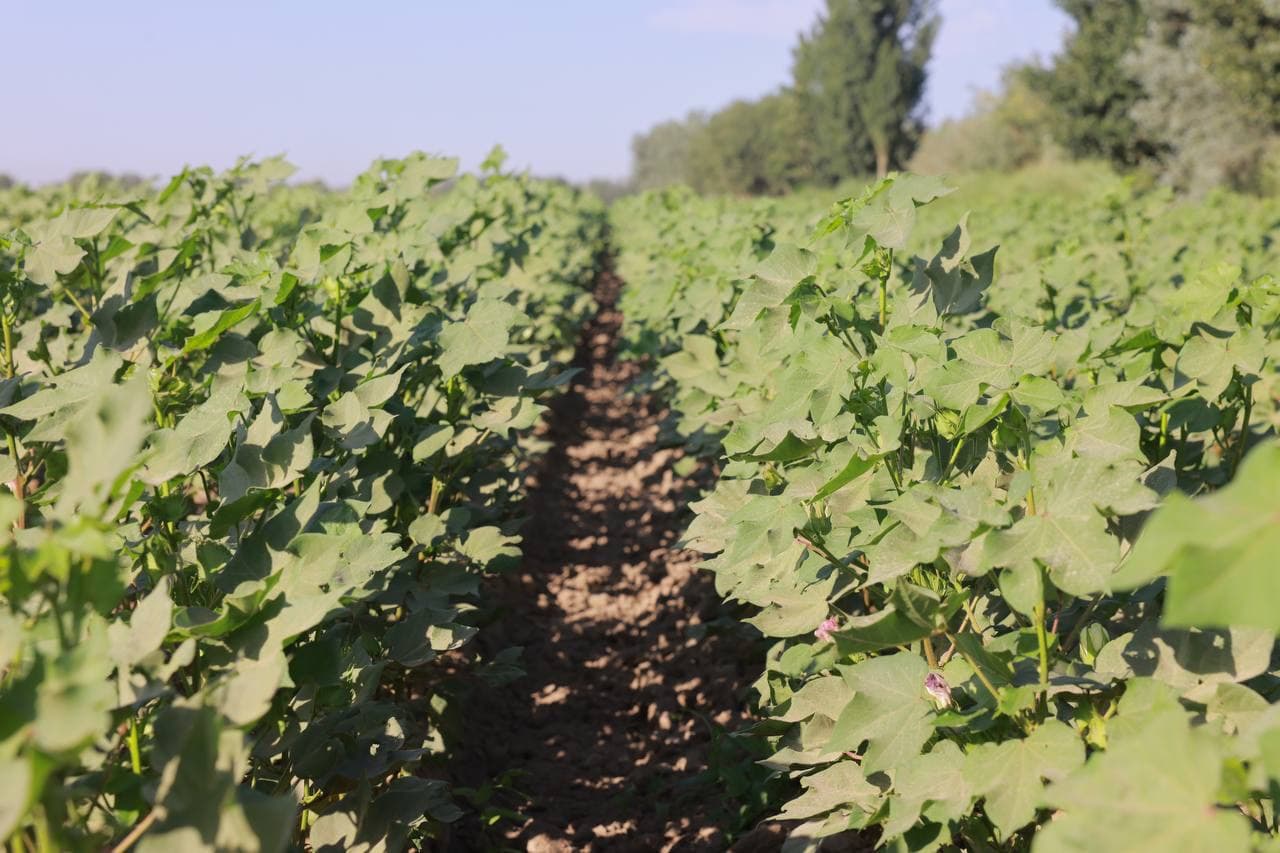 Agrotexnik tadbirlarni to‘g‘ri tashkil etish orqaligina mo‘l va sifatli hosil olish mumkin