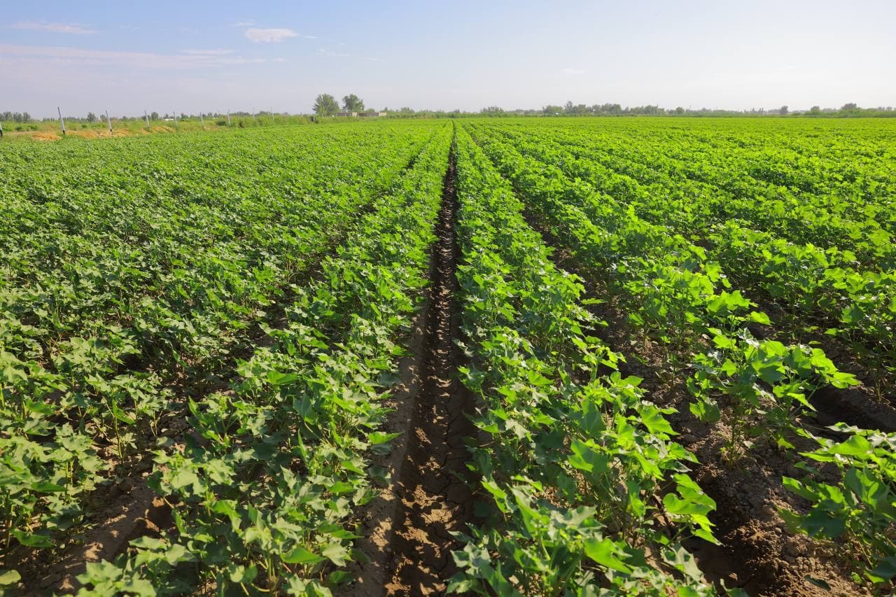 Agrotexnik tadbirlarni to‘g‘ri tashkil etish orqaligina mo‘l va sifatli hosil olish mumkin