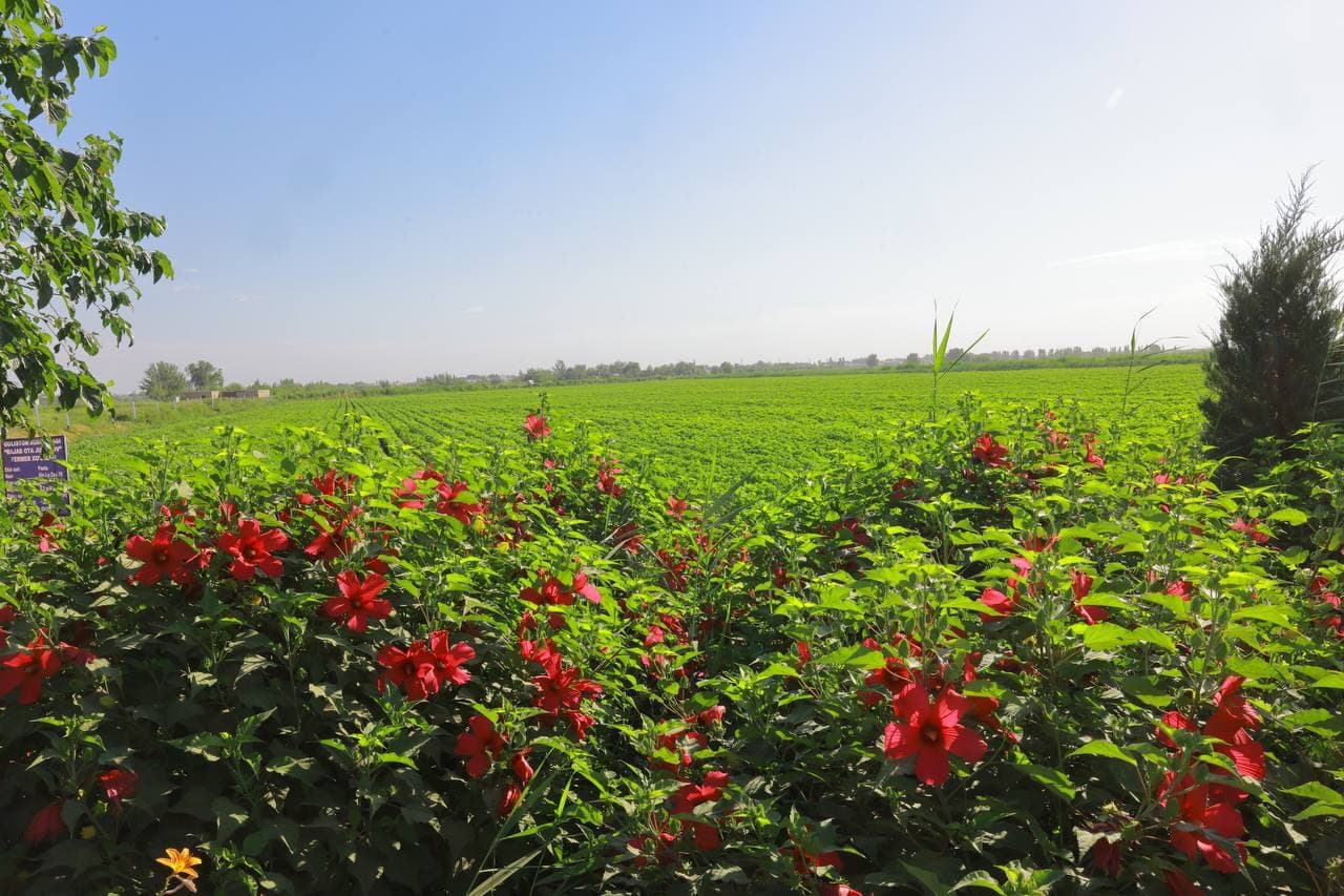 Agrotexnik tadbirlarni to‘g‘ri tashkil etish orqaligina mo‘l va sifatli hosil olish mumkin