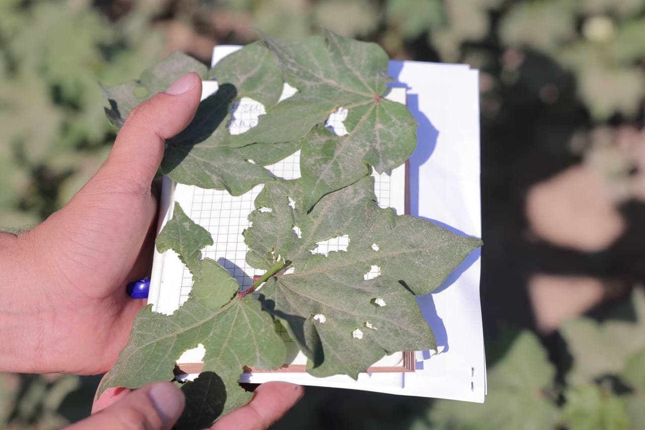 Agrotexnik tadbirlarni to‘g‘ri tashkil etish orqaligina mo‘l va sifatli hosil olish mumkin