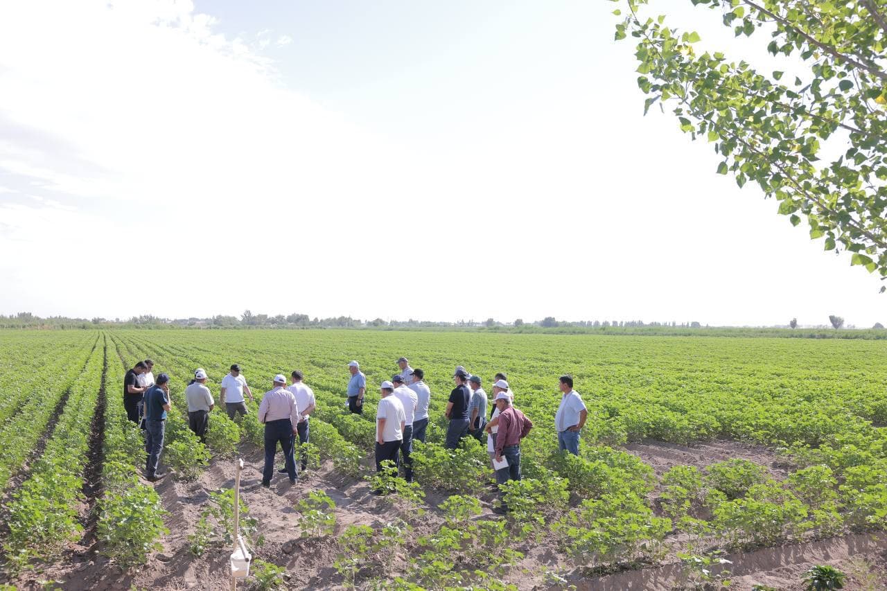 Agrotexnik tadbirlarni to‘g‘ri tashkil etish orqaligina mo‘l va sifatli hosil olish mumkin