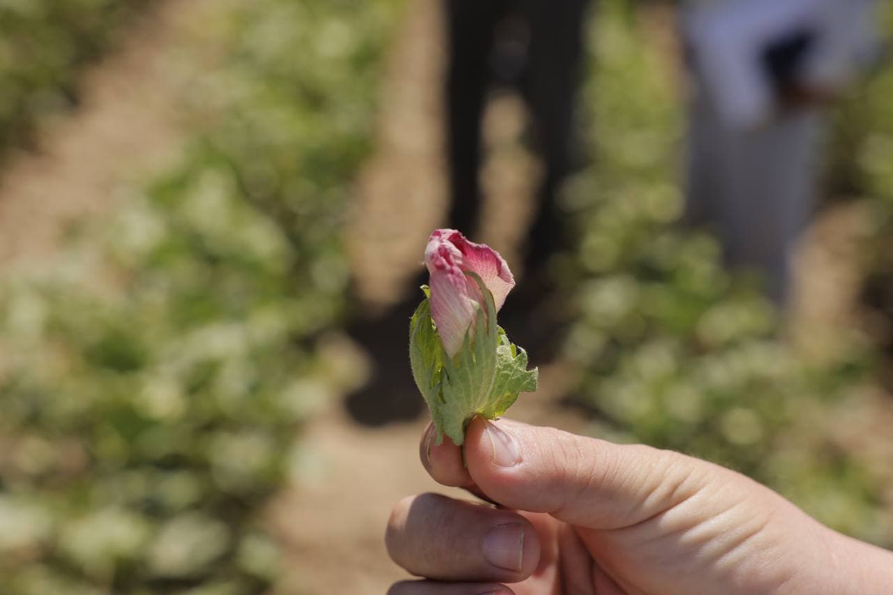 Yozning chillasida g‘o‘za parvarishlashdagi agrotexnik tadbirlarning o‘rni