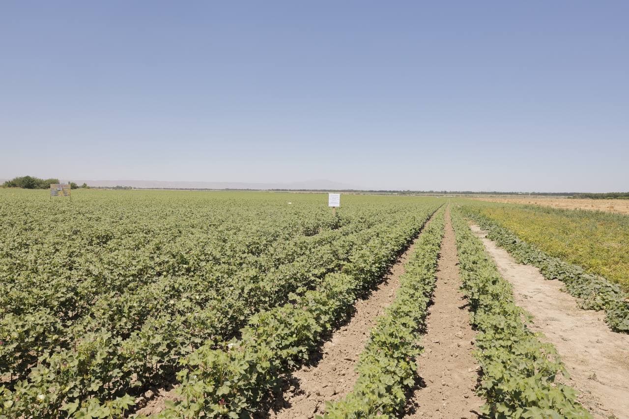 Yozning chillasida g‘o‘za parvarishlashdagi agrotexnik tadbirlarning o‘rni