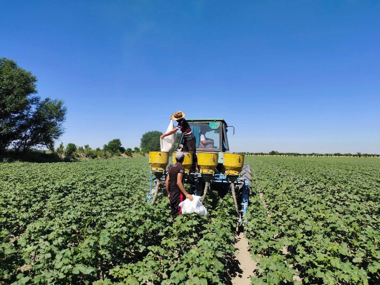 Yozning chillasida g‘o‘za parvarishlashdagi agrotexnik tadbirlarning o‘rni