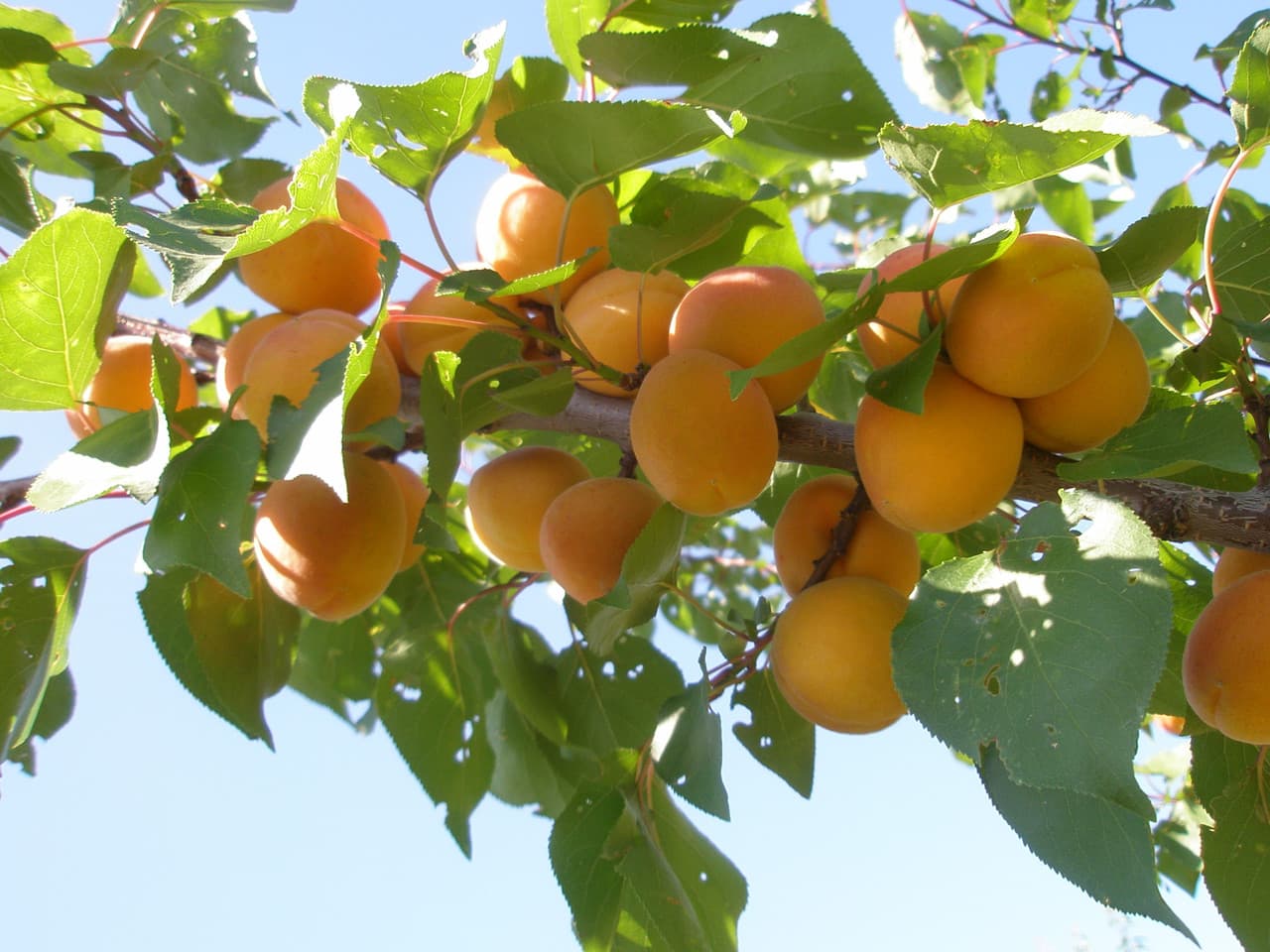 Uy hovlisiga qanday daraxt turlarini ekish mumkin?