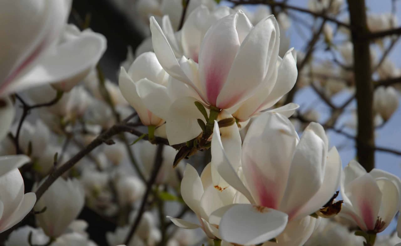 Uy hovlisiga qanday daraxt turlarini ekish mumkin?