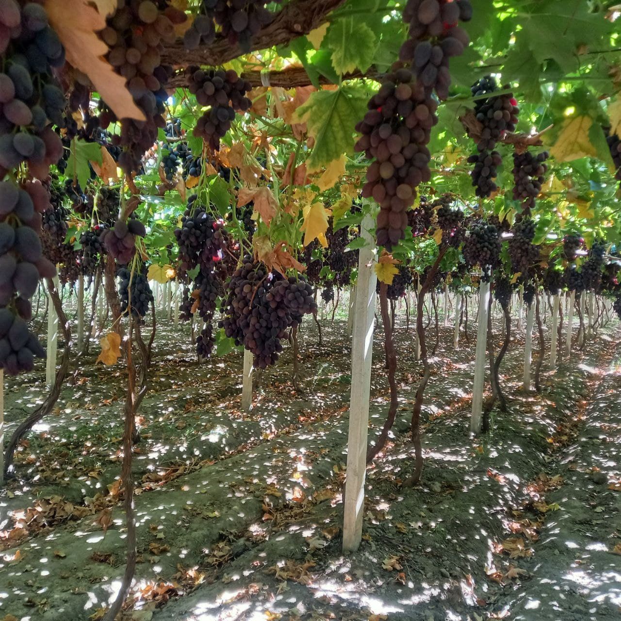 Samarqandda yuqori sifatli uzumdan mayiz tayyorlanmoqda