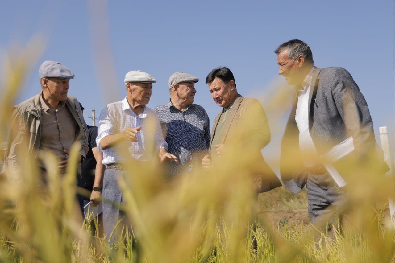 Новый подход к выращиванию риса – в рамках проекта «Эко-Арал» экономится вода и повышается урожайность