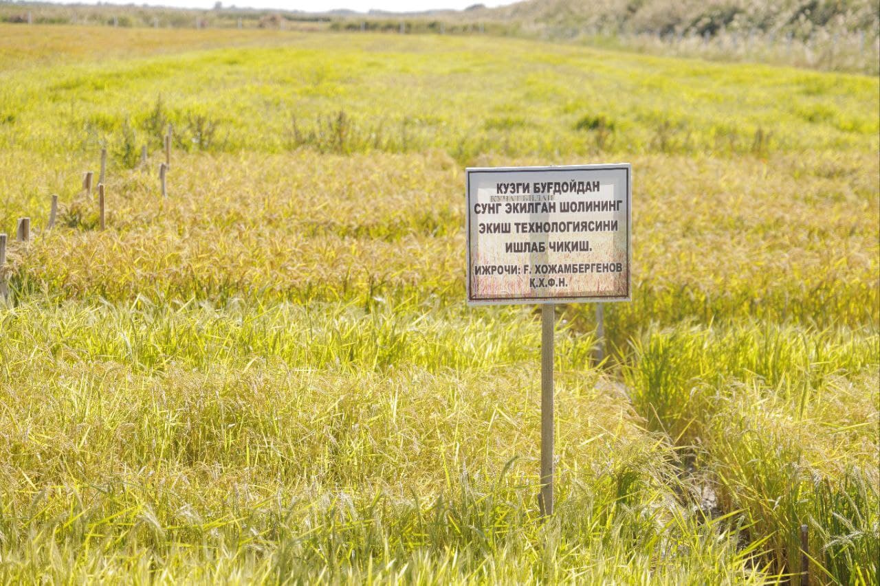 Новый подход к выращиванию риса – в рамках проекта «Эко-Арал» экономится вода и повышается урожайность