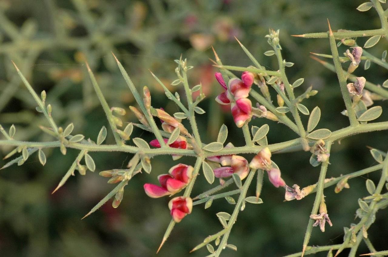 Растения устойчивы к опустыниванию, ветровой и водной эрозии, устойчивы к засухе