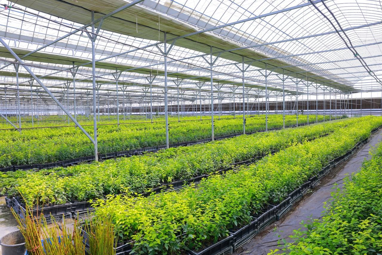 Самарканд: важно не только посадить, но и вырастить рассаду