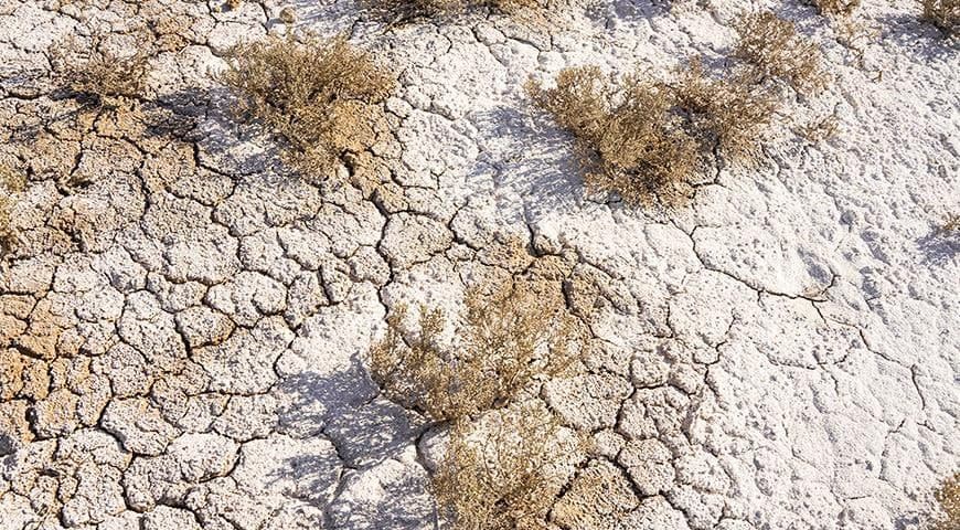 Sho‘rlangan yerlarni qanday usullar yordamida qayta tiklash mumkin?