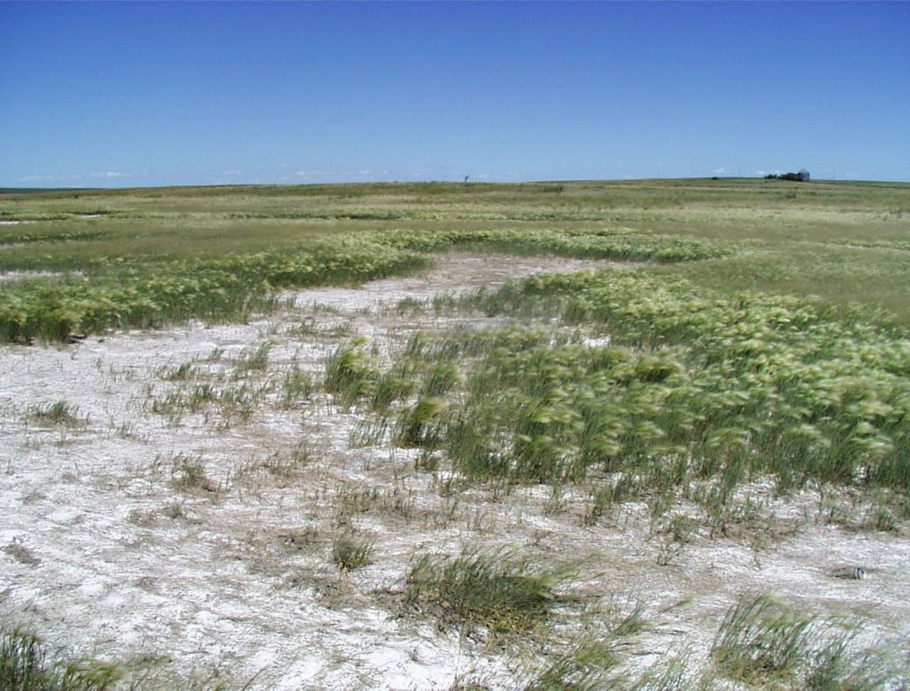 Sho‘rlangan yerlarni qanday usullar yordamida qayta tiklash mumkin?