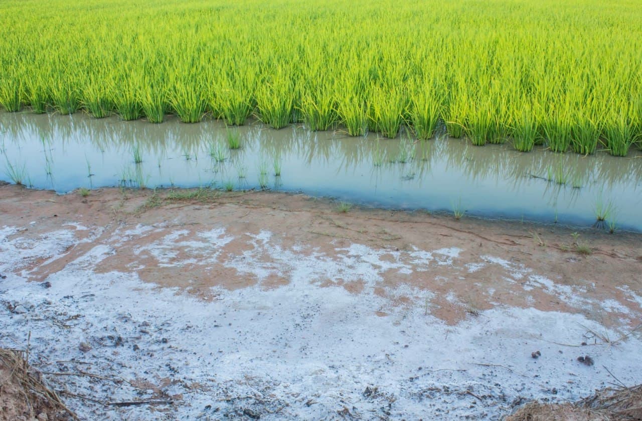 Sho‘rlangan yerlarni qanday usullar yordamida qayta tiklash mumkin?
