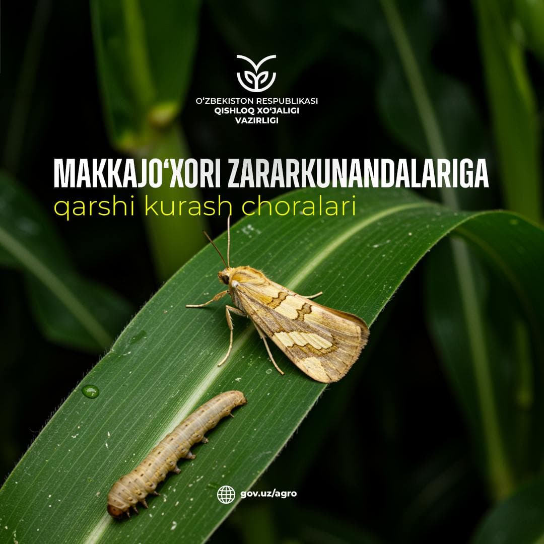 Makkajo‘xori maydonlarida makkajo‘xori parvonasi va g‘o‘za tunlamiga qarshi kurash choralari