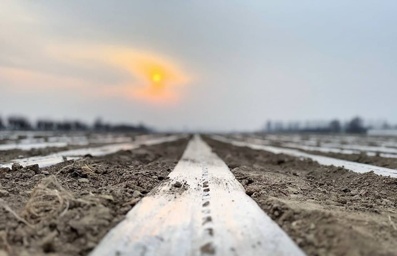 Андижан: в Алтынкуле начался сезон посева хлопчатника