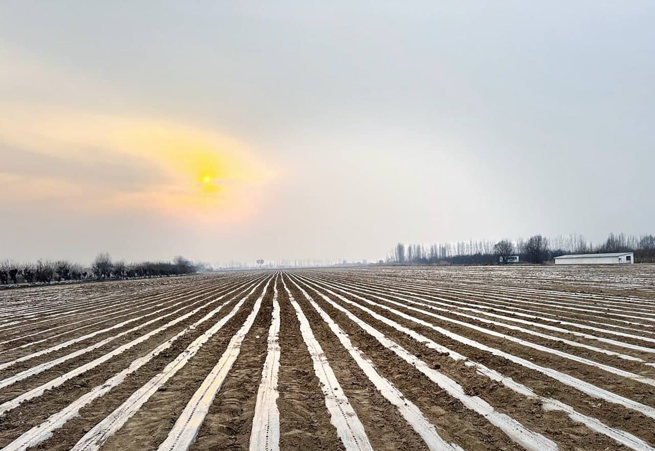 Андижан: в Алтынкуле начался сезон посева хлопчатника