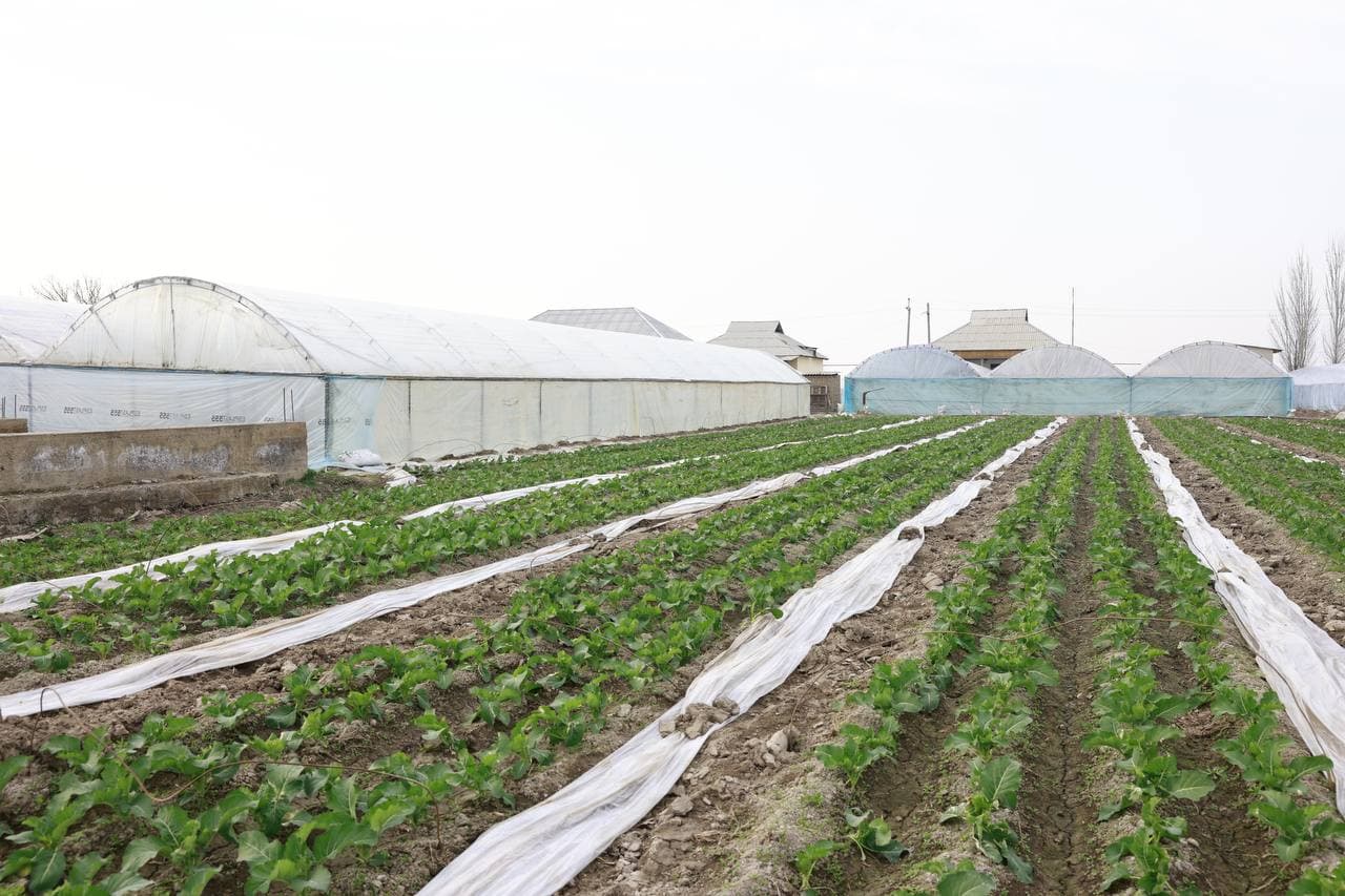 Issiqxonalar – aholi farovonligi va iqtisodiy o‘sish omili