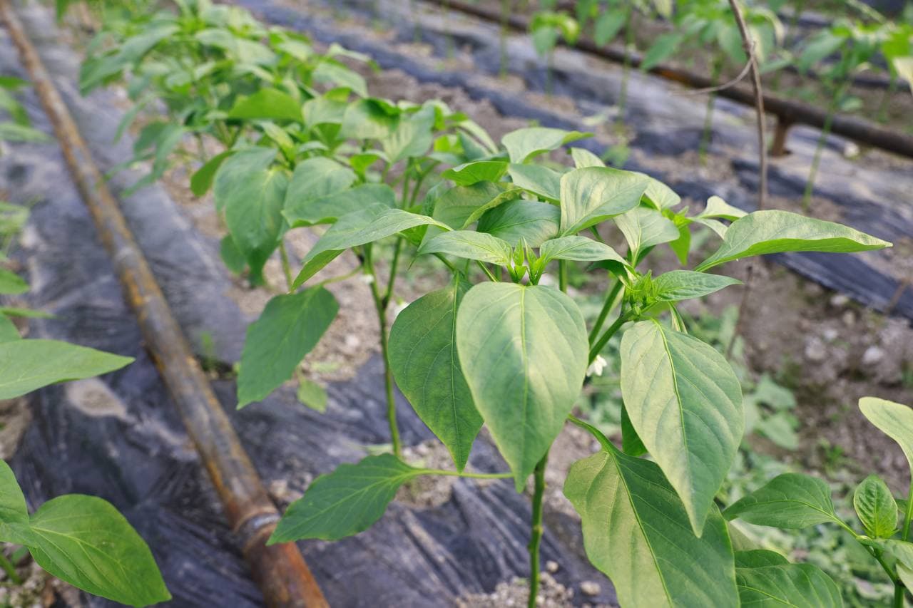 Issiqxonalar – aholi farovonligi va iqtisodiy o‘sish omili