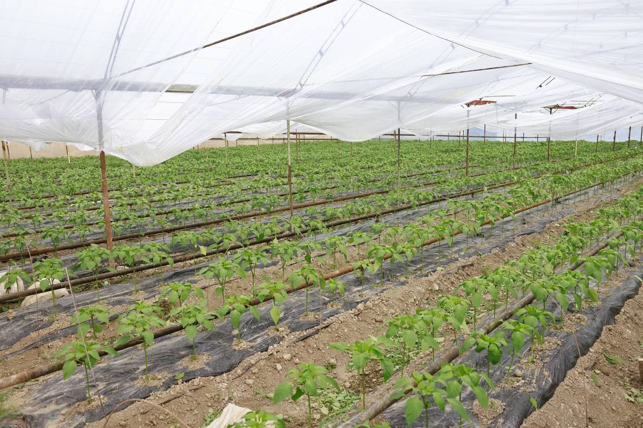 Issiqxonalar – aholi farovonligi va iqtisodiy o‘sish omili