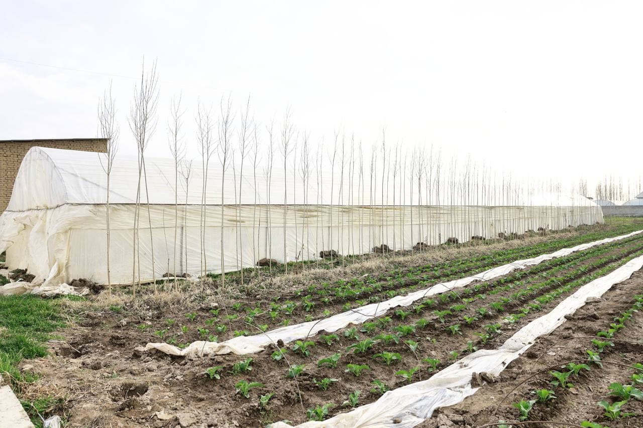 Issiqxonalar – aholi farovonligi va iqtisodiy o‘sish omili