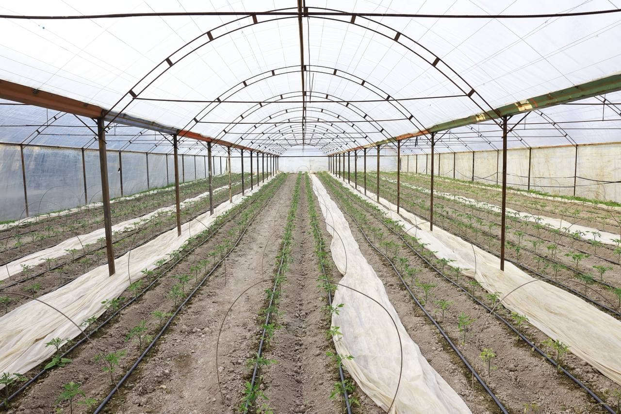 Issiqxonalar – aholi farovonligi va iqtisodiy o‘sish omili