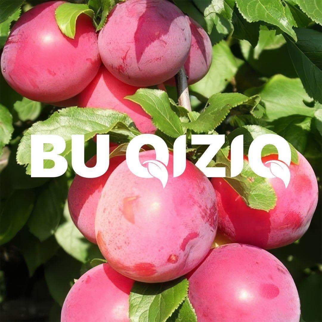 Tog‘olchaning Kometa navi