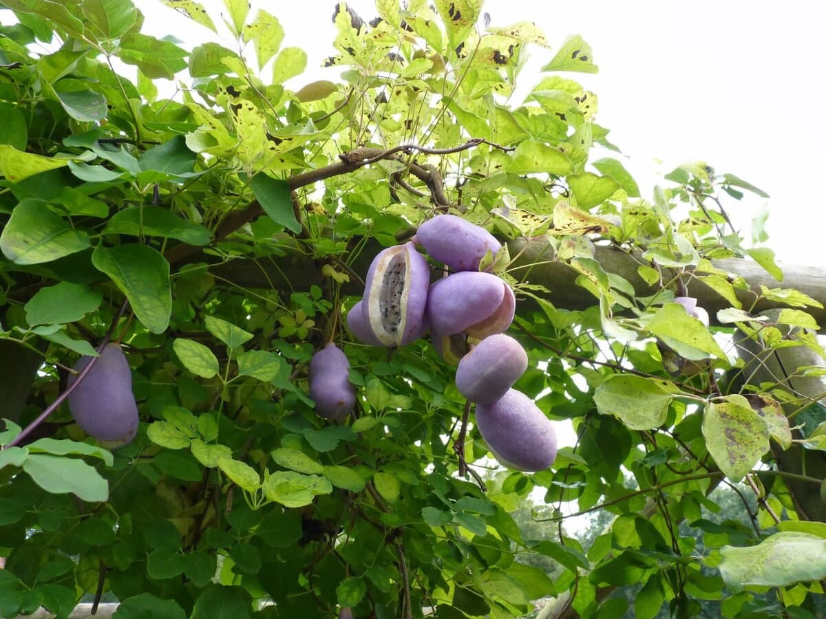 Shokoladli uzum — Akebia haqida eshitganmisiz?