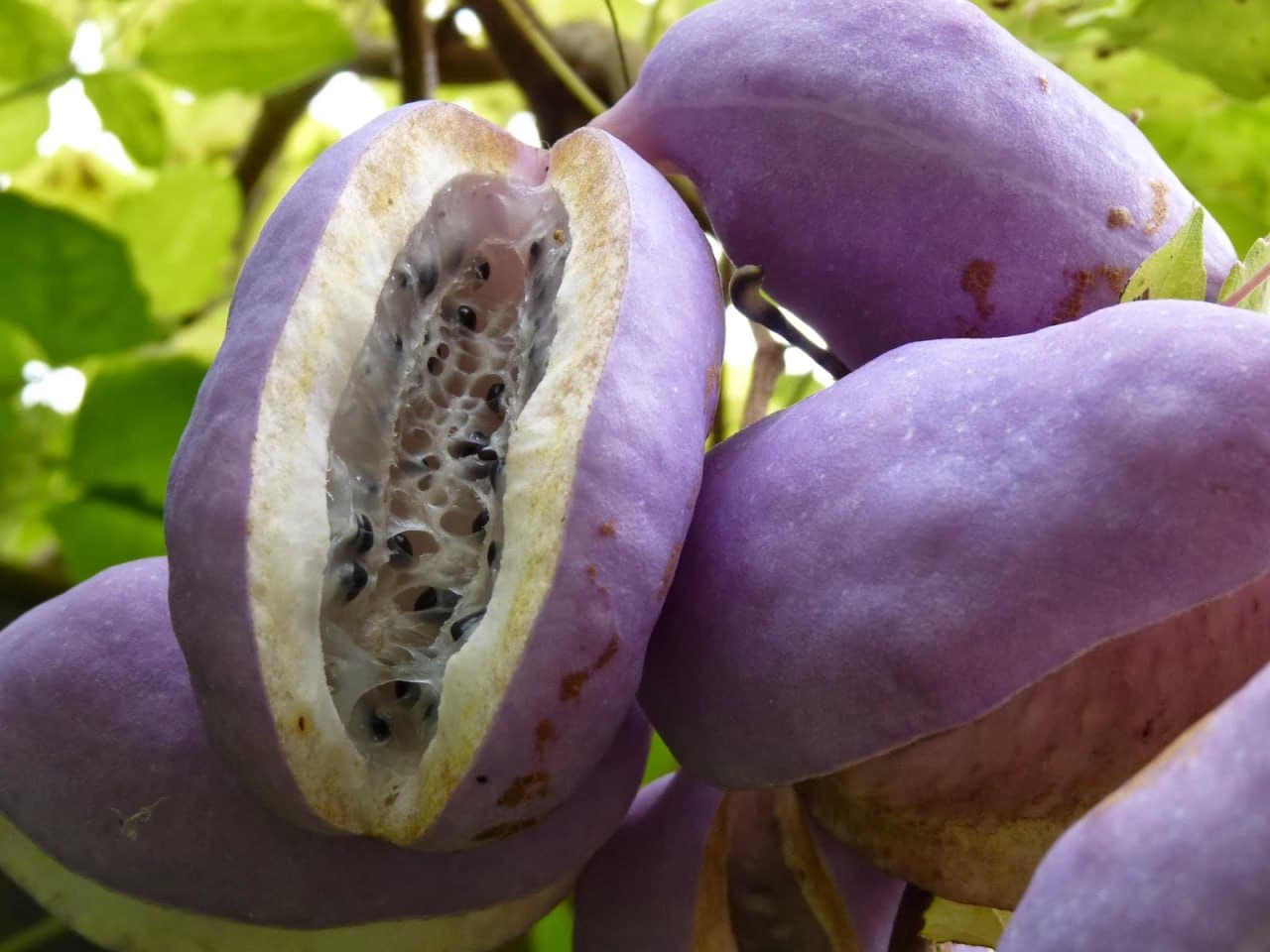 Shokoladli uzum — Akebia haqida eshitganmisiz?