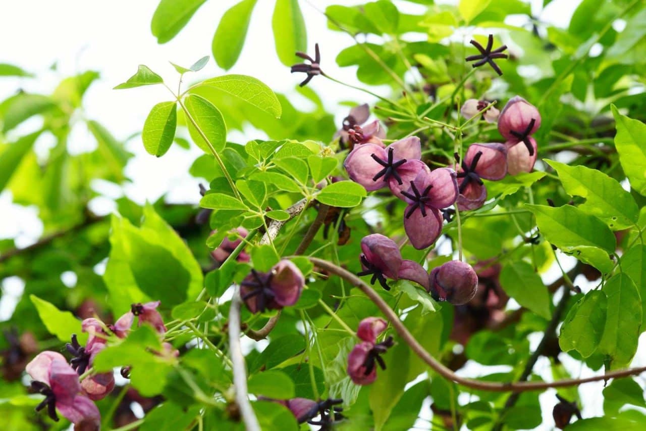 Shokoladli uzum — Akebia haqida eshitganmisiz?