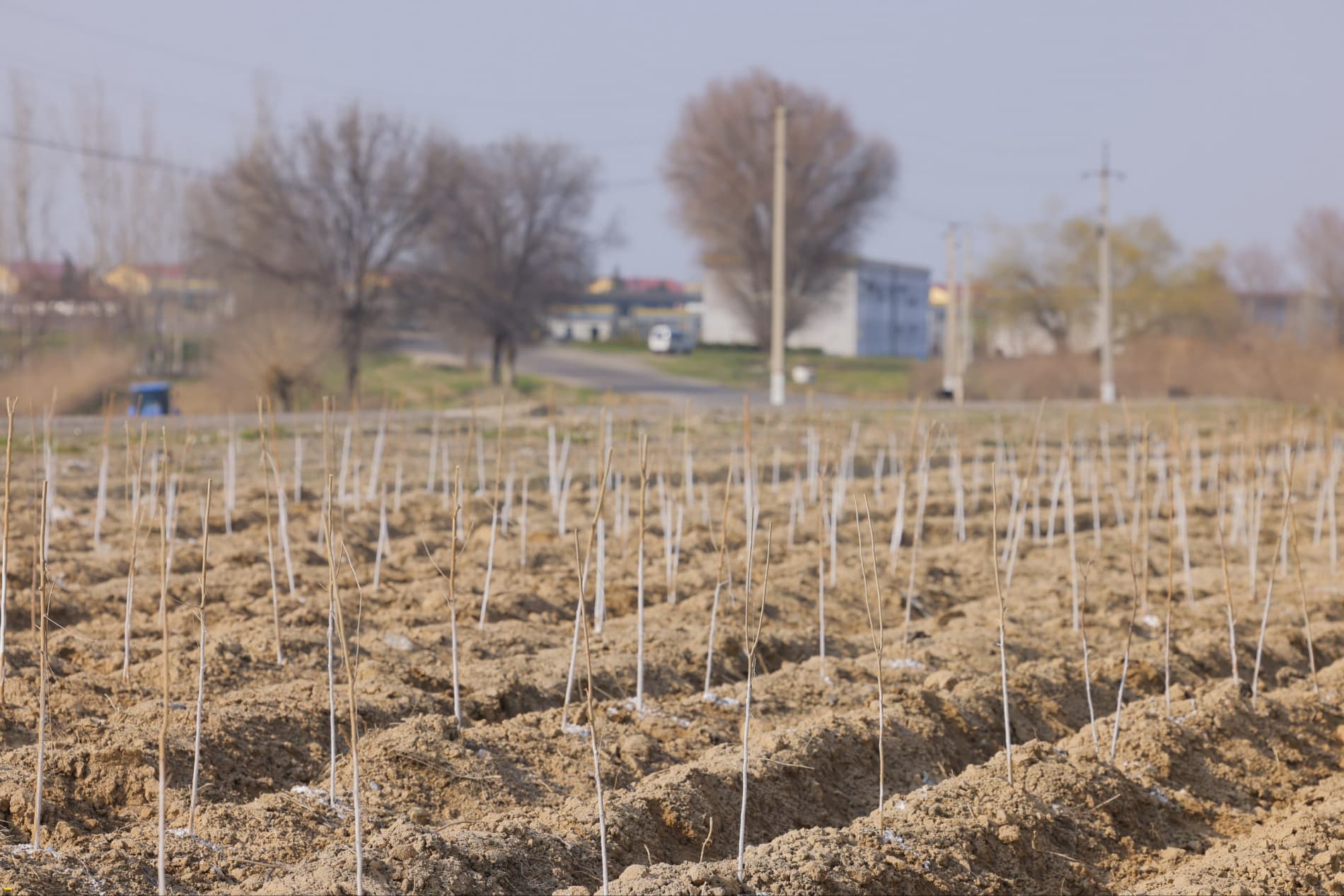 В Чиназе будет создан комплекс по шелководству