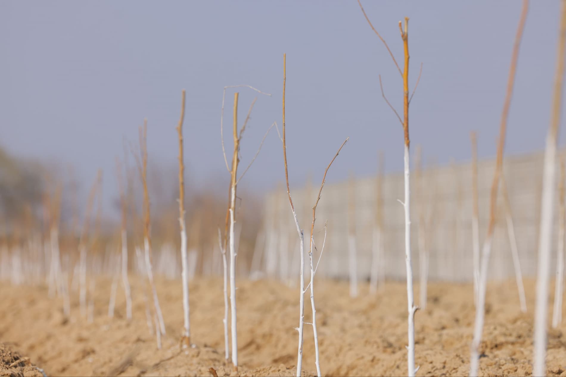 В Чиназе будет создан комплекс по шелководству