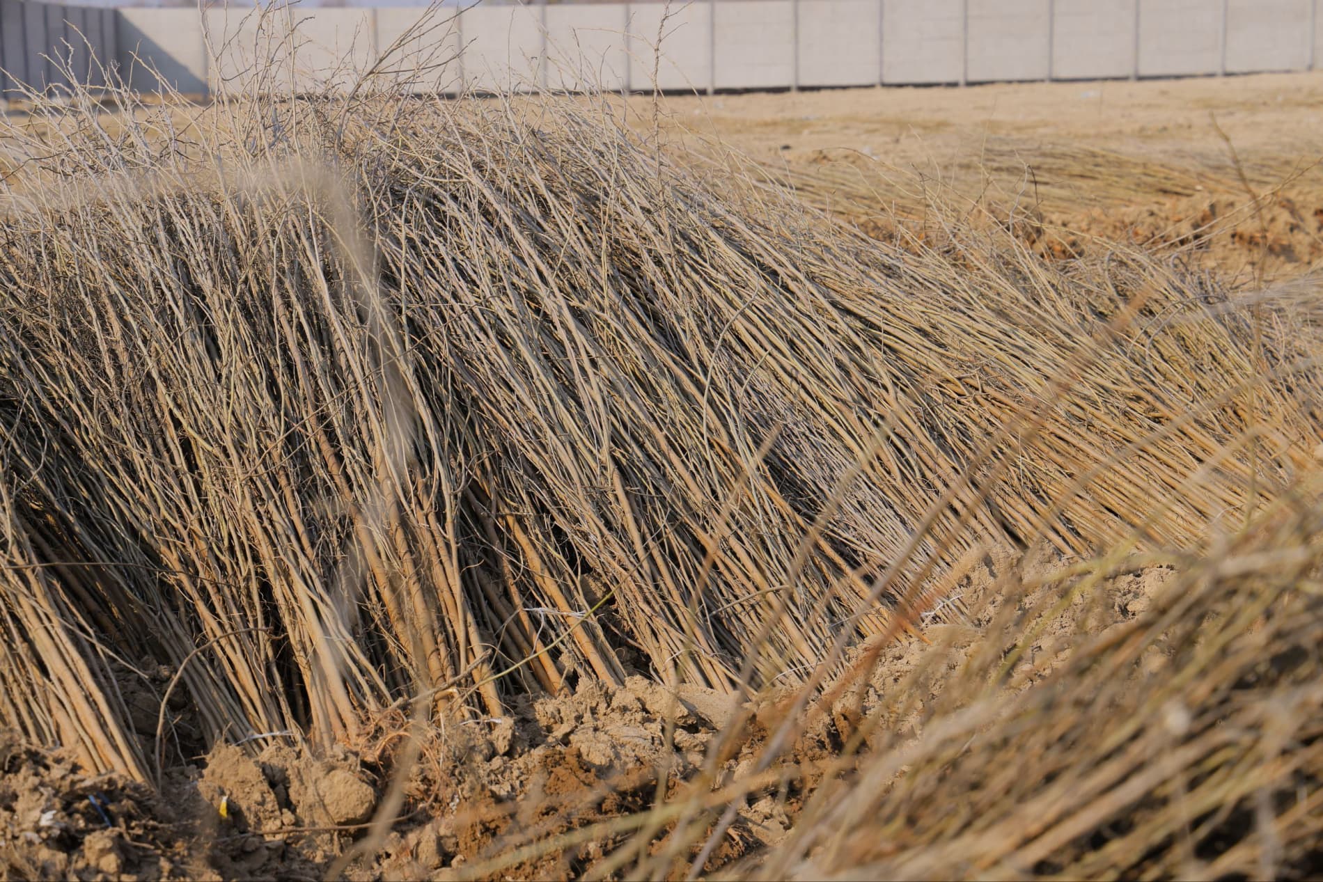 В Чиназе будет создан комплекс по шелководству