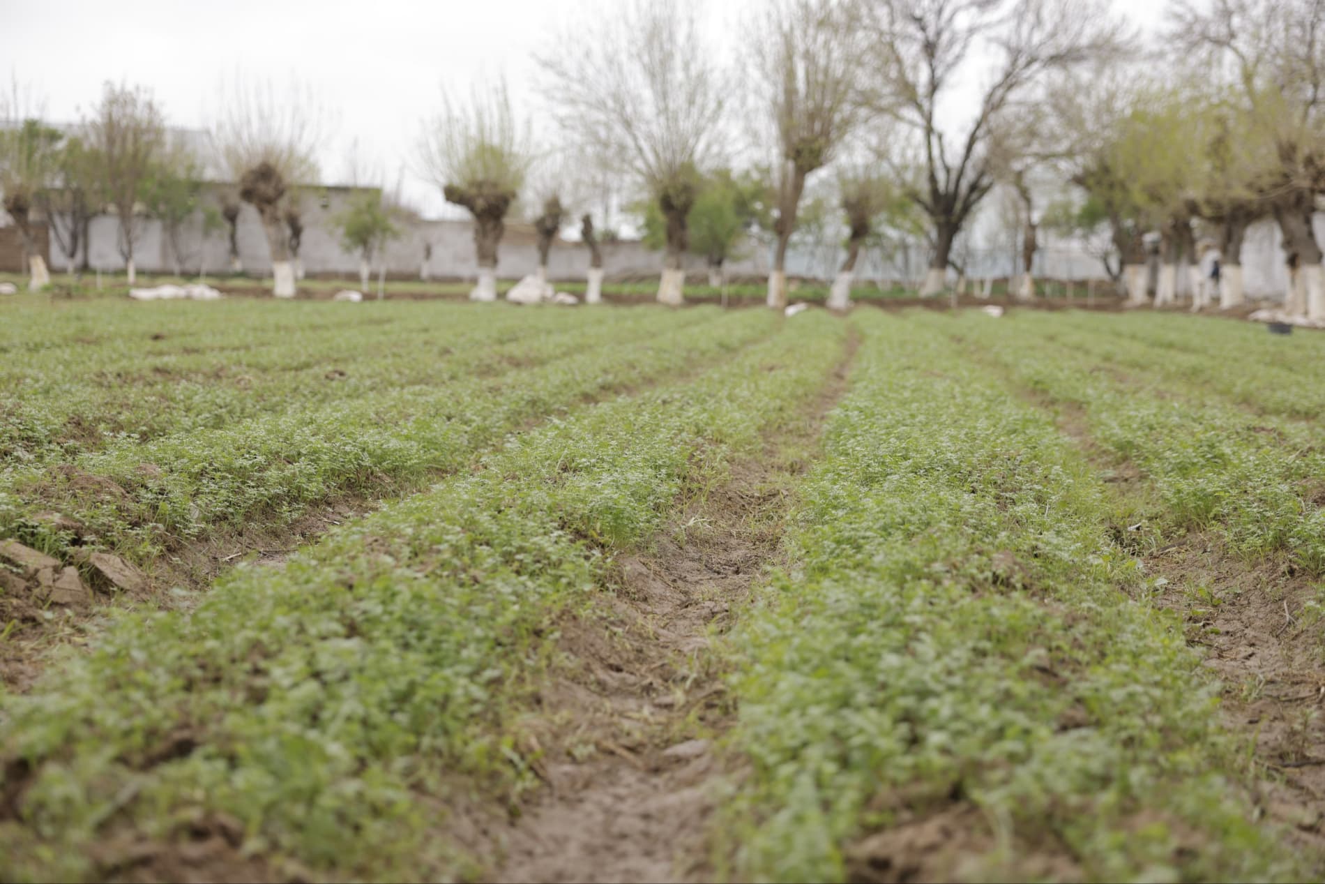 Развитие приусадебного хозяйства в Кaсaне: доходы фермеров растут