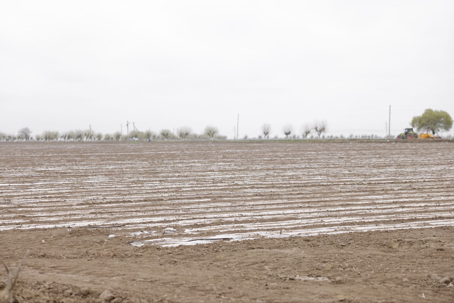 "Shinjon" agrotexnologiyasi — manfaatdorlik va hosildorlikning asosiy omili