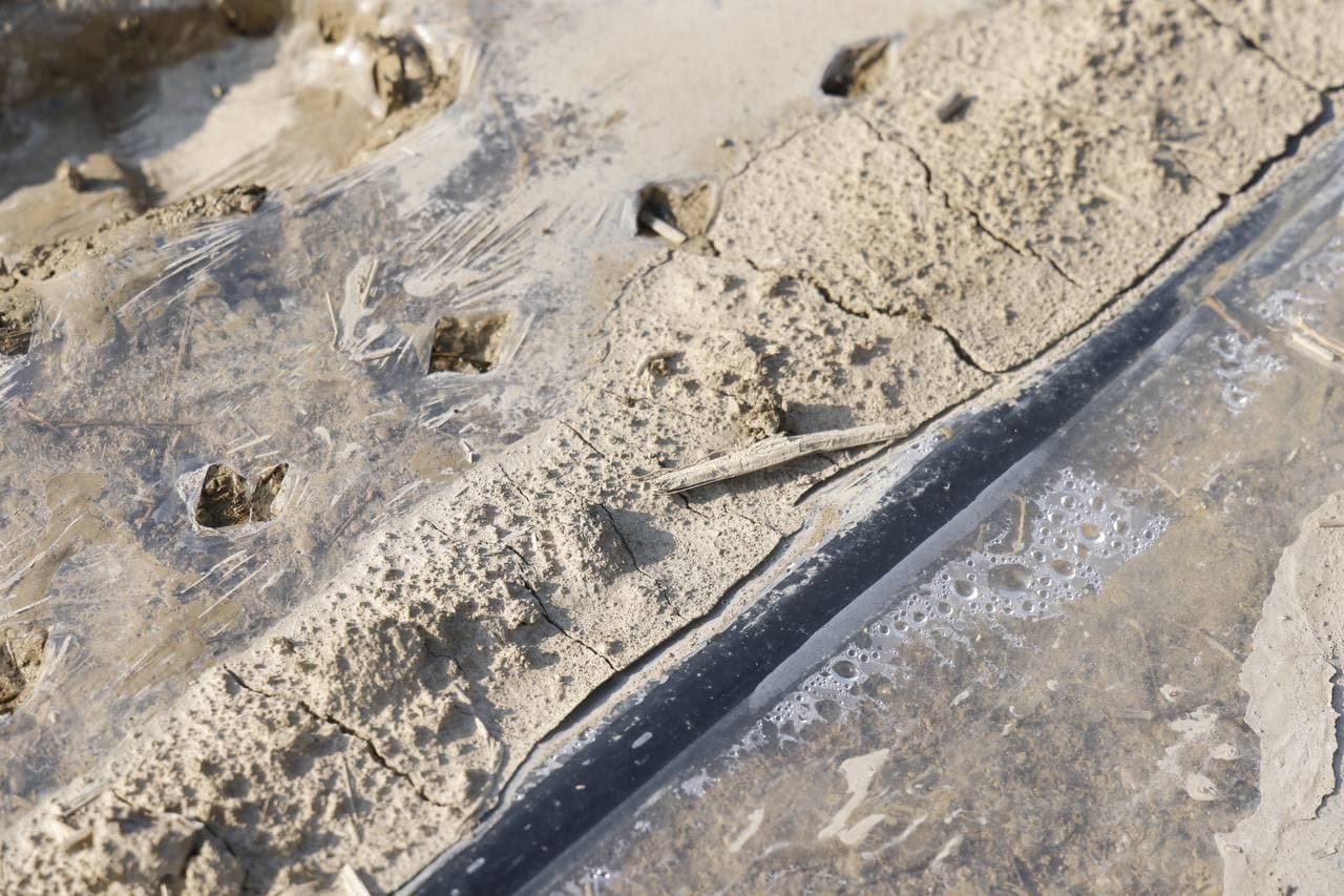 Эффективное использование зарубежного опыта в выращивании сортов хлопка обеспечивает результативность