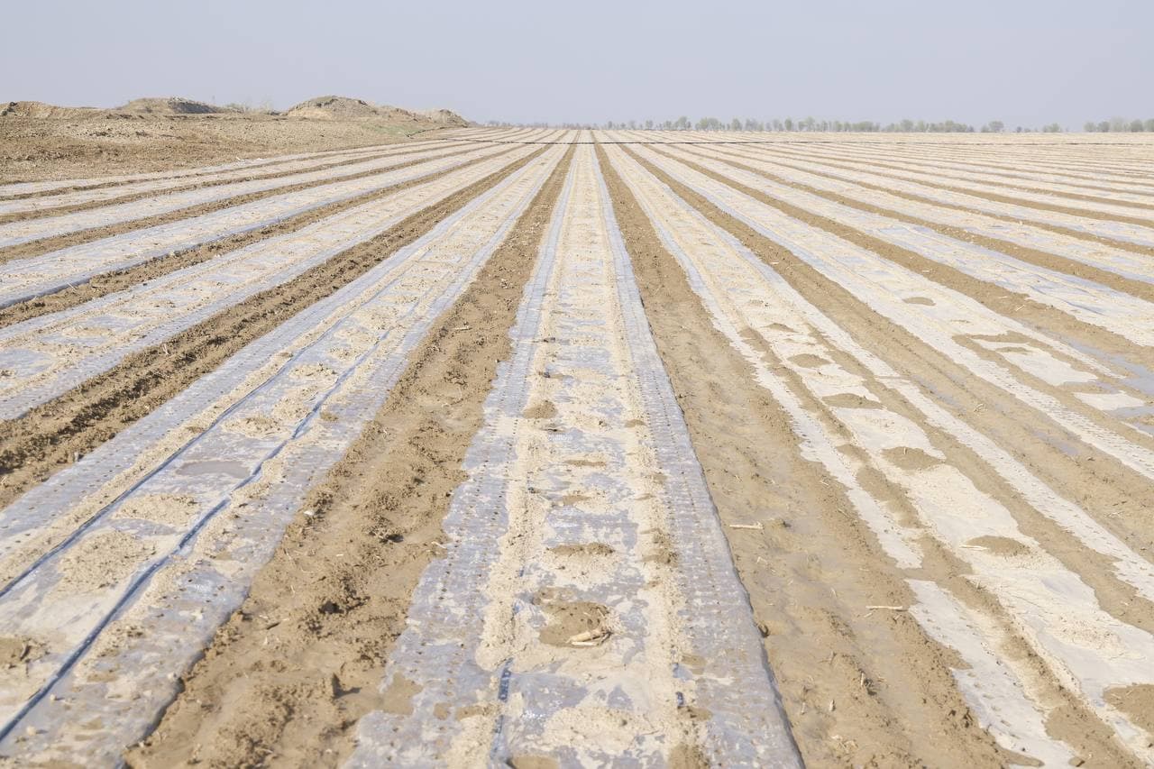 Эффективное использование зарубежного опыта в выращивании сортов хлопка обеспечивает результативность