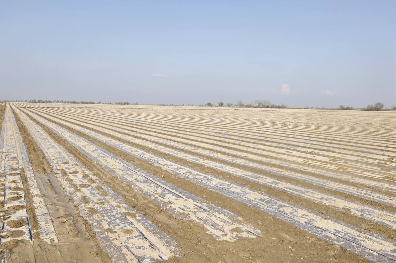 Эффективное использование зарубежного опыта в выращивании сортов хлопка обеспечивает результативность