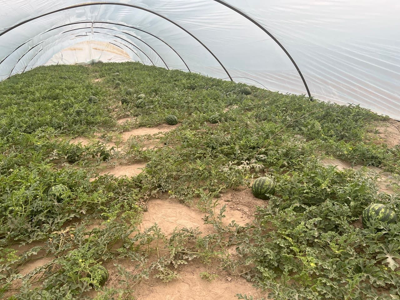 Ko‘kdalada tarvuz hosili barvaqt pishib yetilmoqda