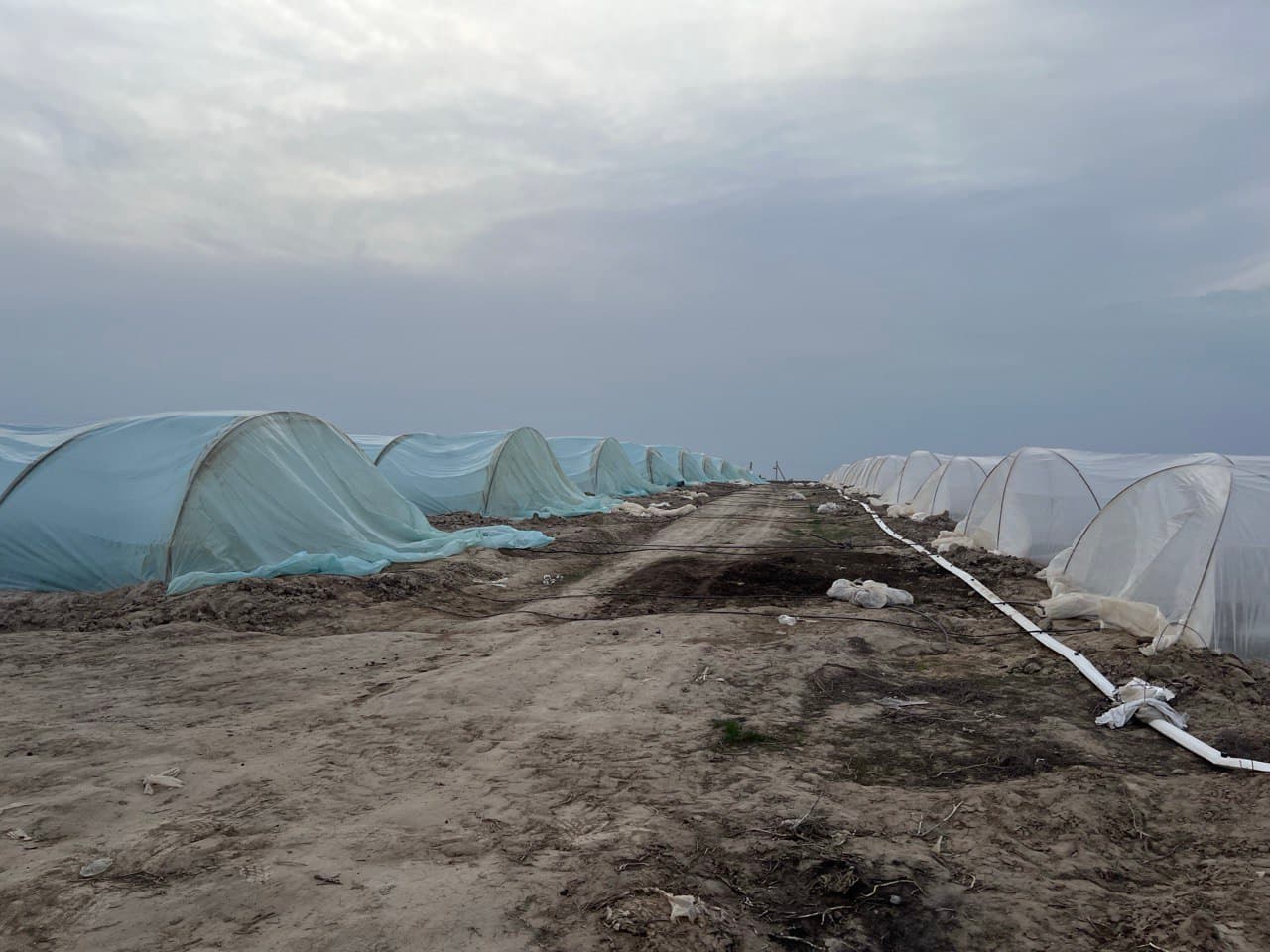 Ko‘kdalada tarvuz hosili barvaqt pishib yetilmoqda