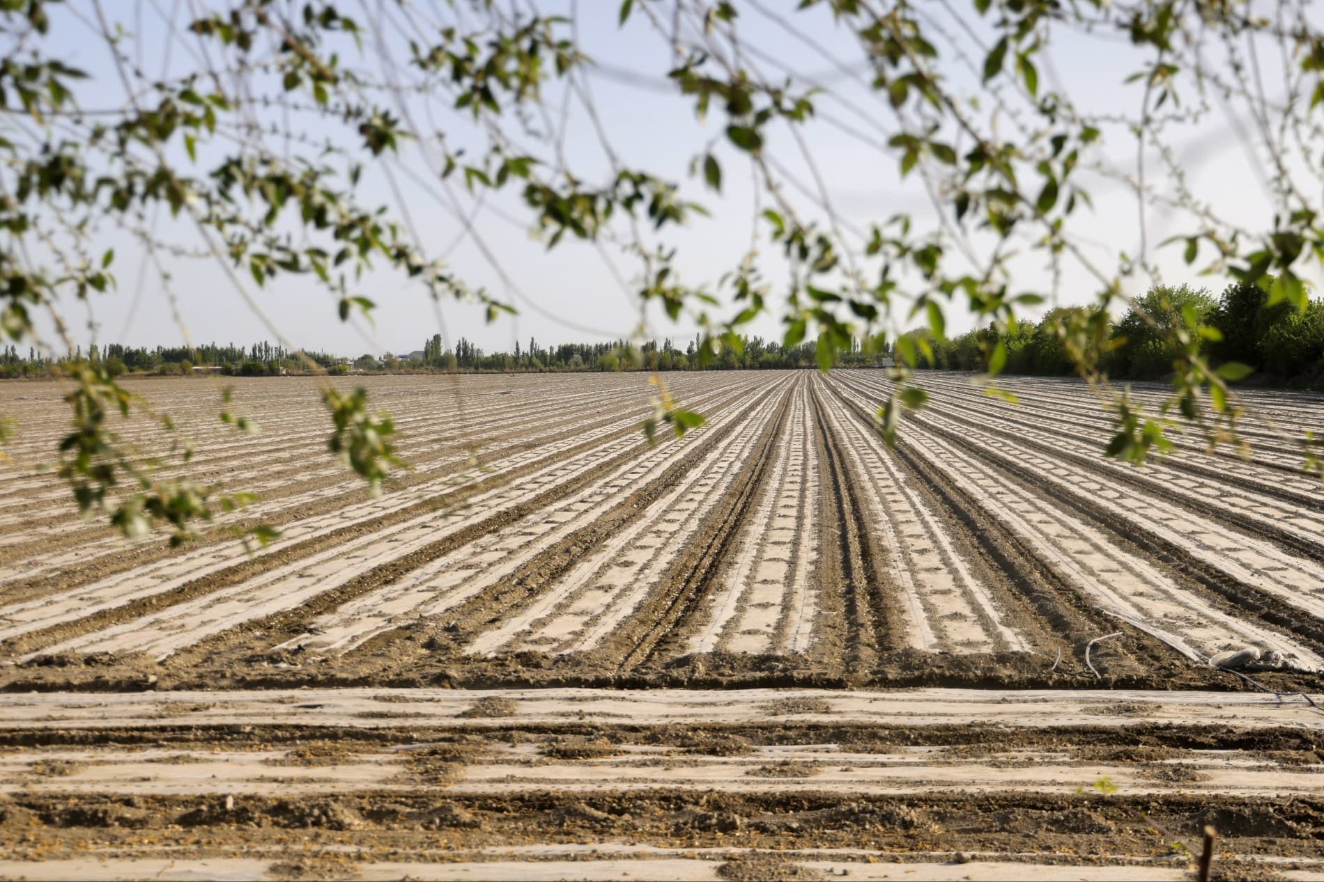 Agrotexnik amaliyotlarda xorij tajribasi: Vobkent dalalarida ish qizg‘in kechmoqda