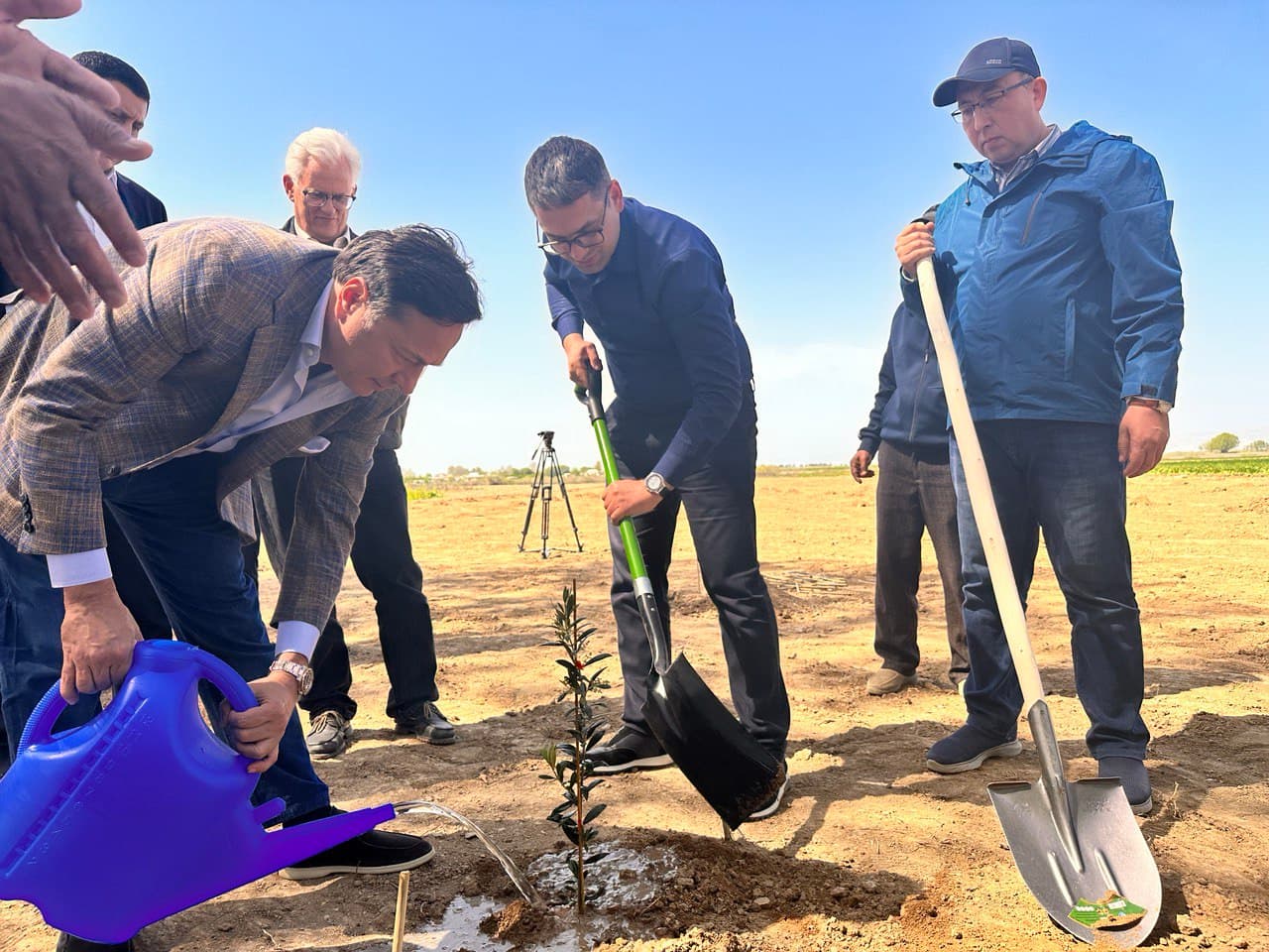 Zaytun yetishtirishda Gruziya bilan hamkorlik yo‘lga qo‘yildi