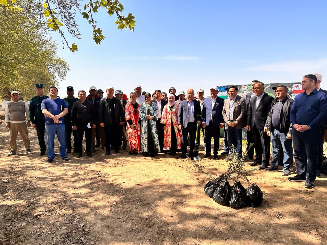 Zaytun yetishtirishda Gruziya bilan hamkorlik yo‘lga qo‘yildi